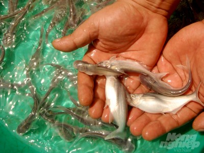 Mỗi năm An Giang 'ra lò' 12 tỷ cá tra bột